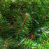 Homcom Kunst-Kerstboom PE 100x150cm - Groen
