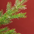 Homcom Kunst-Kerstboom PE 100x150cm - Groen