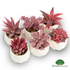 Greendream® Mini Kunstplantjes Set 6 stuks in Keramiek Potje - 6 Stuks Vetplanten - Roze