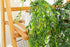 GreenDream® 3 Verschillende Hangplanten Kunstplanten in Pot - decoratief - Cadeautip - Groen
